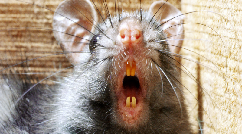 Происшествия: Крысы оставили без интернета часть южного Лондона