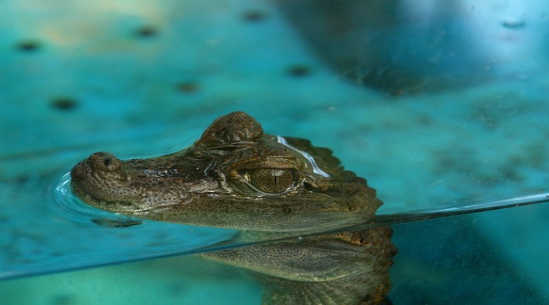 Общество: На берегу озера в Бристоле грелся крокодил