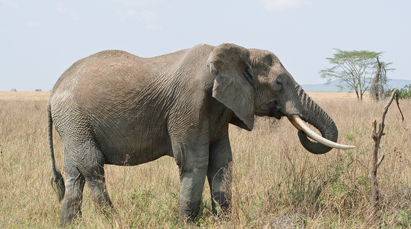 Бизнес и финансы: Британский бизнес провоцирует нелегальную охоту на слонов