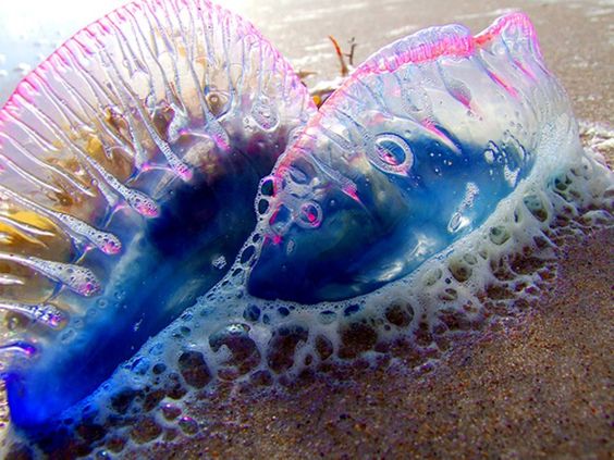 Популярный британский пляж закрыт из-за ядовитых медуз