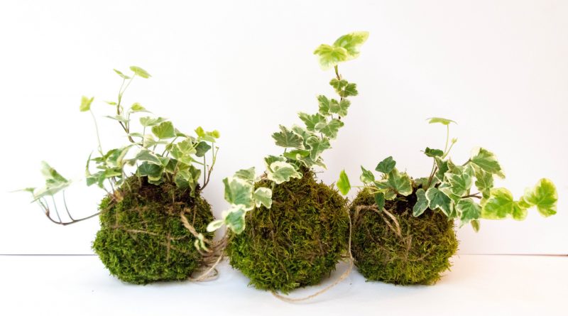 Лайфхаки и советы: Топ-5 комнатных растений, которые эффективно очищают воздух