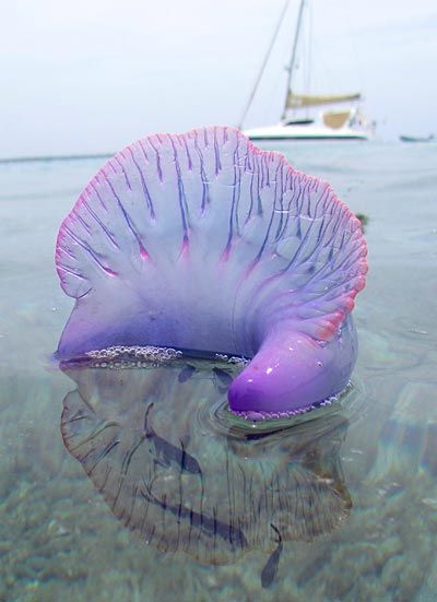 Популярный британский пляж закрыт из-за ядовитых медуз рис 2