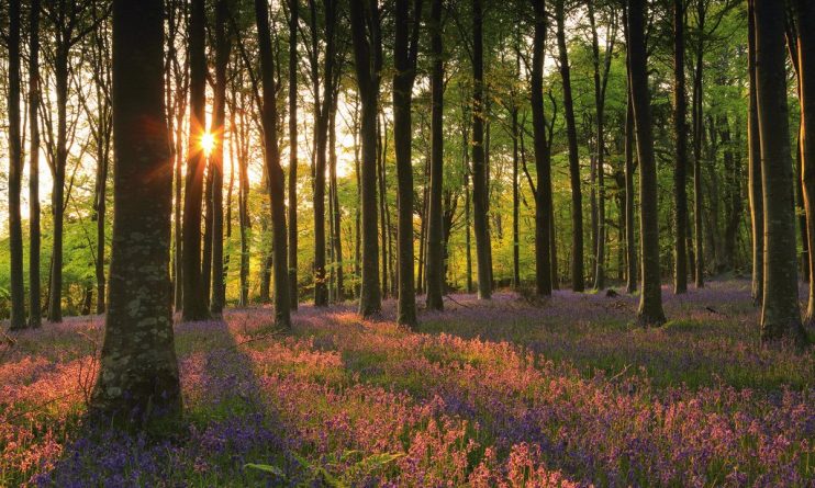 Досуг: Самые живописные леса рядом с Лондоном