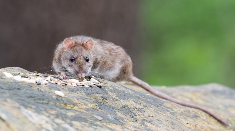 Общество: Осенью Бирмингем ждет нашествие крыс