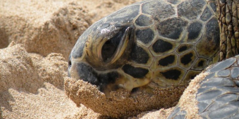Досуг: Морская черепаха "заблудилась" на одном из пляжей Уэльса
