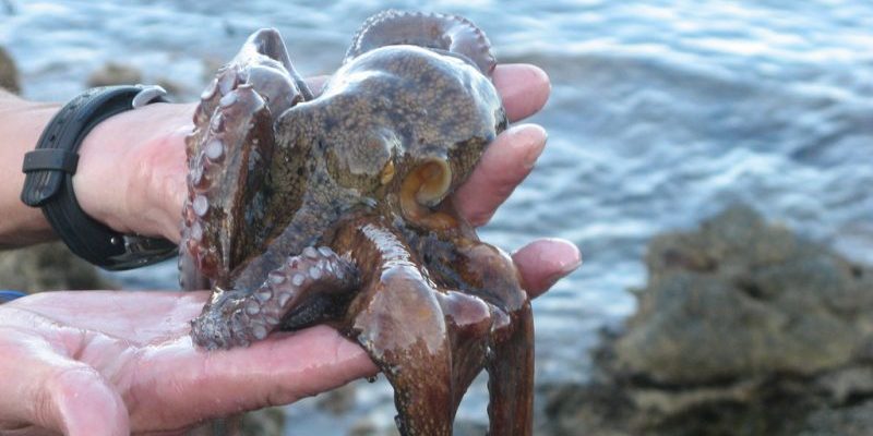 Происшествия: В Уэльсе десятки осьминогов выброшены на берег