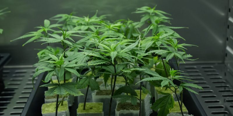 Происшествия: Обнаружена крупнейшая в Хартфордшире "плантация" марихуаны