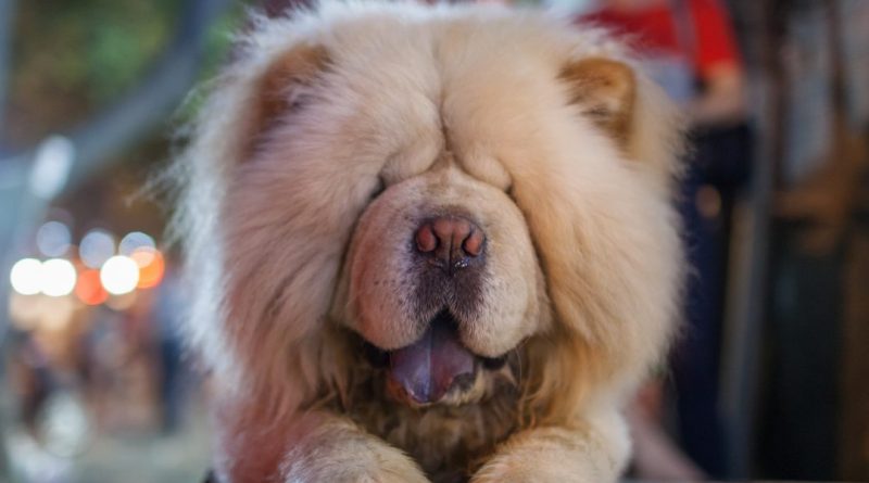 Досуг: В Сохо откроют поп-ап-кафе для любителей пушистых котов и собак