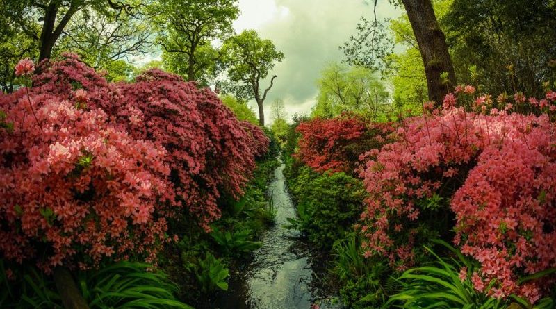 Досуг: Тайные сады южного Лондона