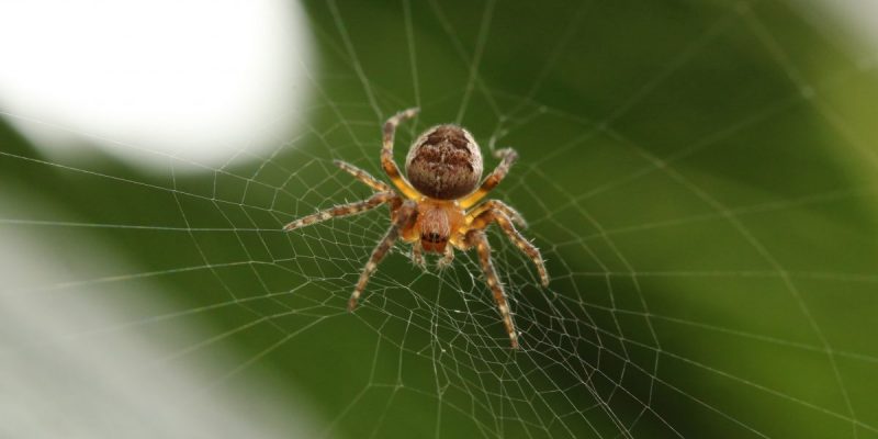Лайфхаки и советы: Как прожить эту осень без пауков