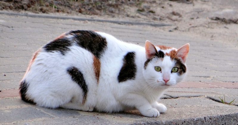 Происшествия: От рук убийцы котов из Кройдона уже погибли 370 животных