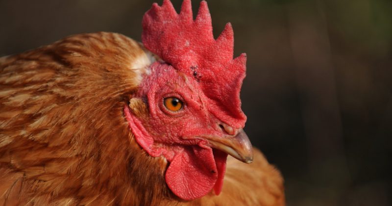 Происшествия: Британцы могут остаться без куриного мяса