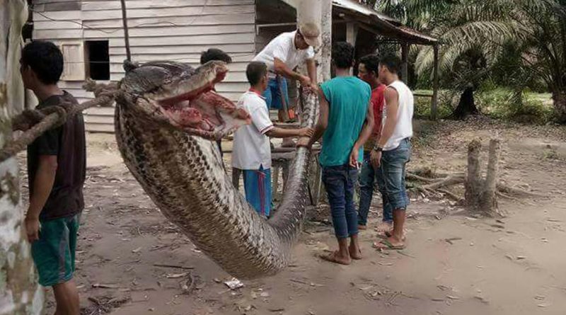 Популярное: В борьбе за жизнь мужчина победил семиметрового питона
