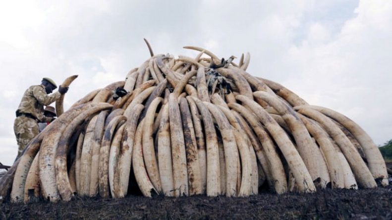 Бизнес и финансы: Великобритания готовится запретить изделия из слоновой кости