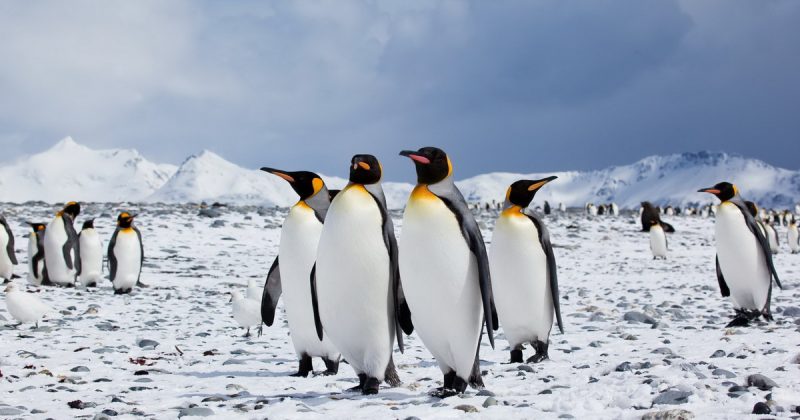В мире: 40 тысяч пингвинят умерли из-за глобального потепления