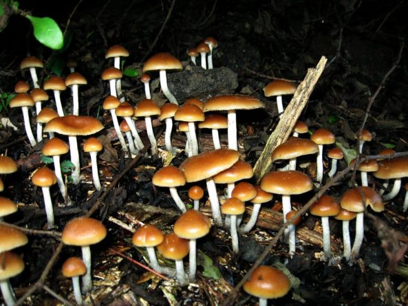 Здоровье и красота: "Волшебные грибы" могут перезагрузить мозг после депрессии