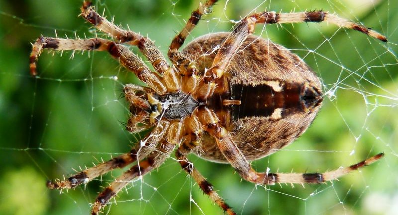 Происшествия: Британцев ждет нашествие озабоченных пауков