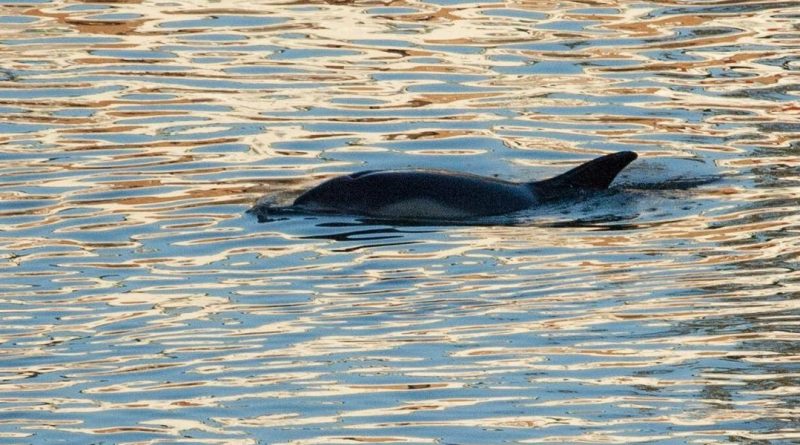 В Темзе был замечен "дельфин" 31102017 Популярное: В Темзе был замечен "дельфин"