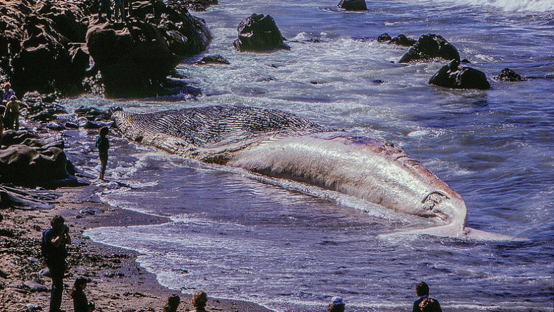 Происшествия: Мертвого кита выбросило на берег
