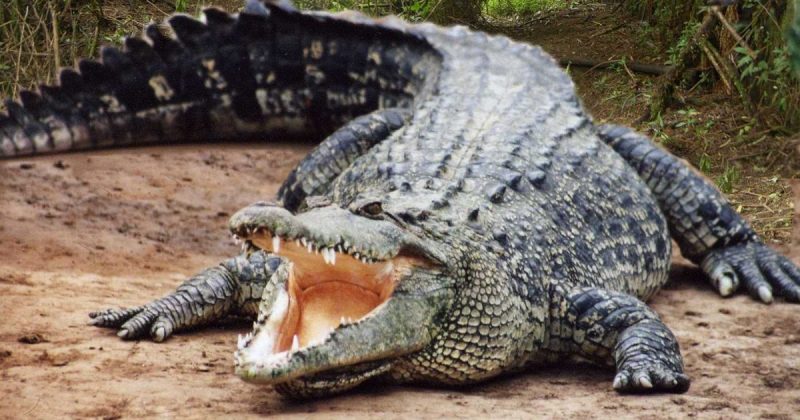 Происшествия: Британская туристка пережила нападение австралийского крокодила