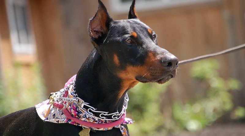 В Ньюпорте доберман напал на пятилетнего ребенка 30112017 Происшествия: В Ньюпорте доберман напал на пятилетнего ребенка