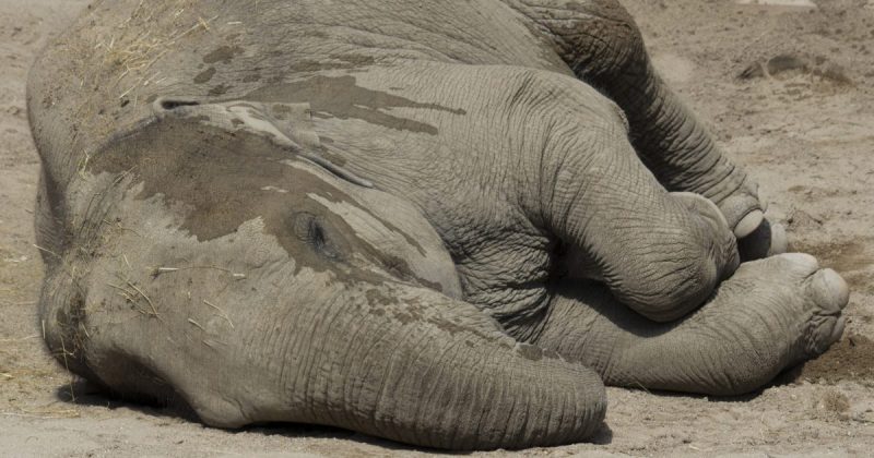 Общество: В Белфастском зоопарке умерла слониха