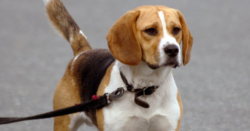 Происшествия: Собаку загрызли до смерти во время прогулки в парке