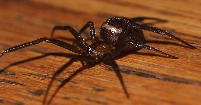Происшествия: Школьника из Девона укусил опасный паук