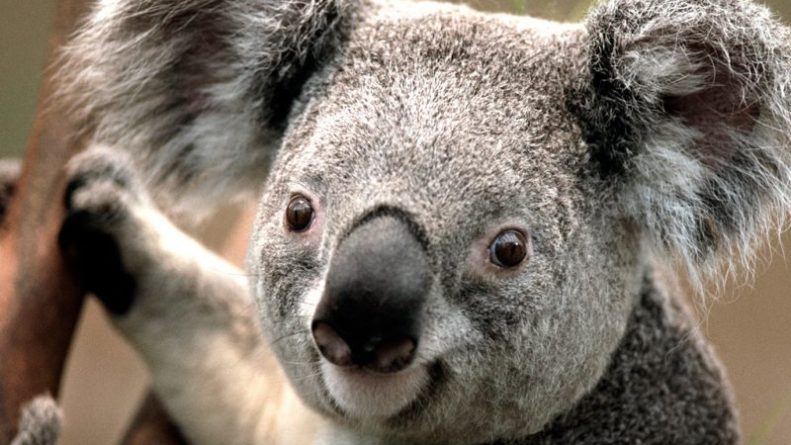 В мире: Беззащитная коала была изуродована и брошена умирать на обочине