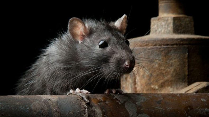 Общество: Крысы терроризируют семью в графстве Мерсисайд