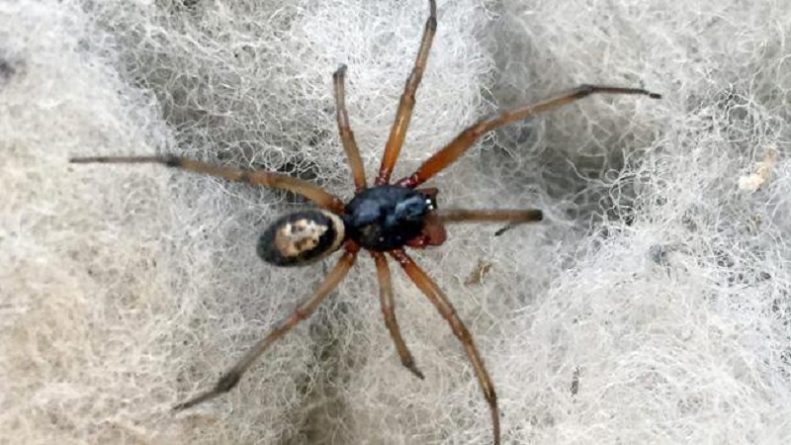 Происшествия: Один из самых опасных видов пауков вторгся в наши дома