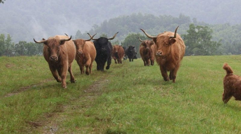 Британским фермерам предписано закапывать трусы 03112017 Бизнес и финансы: Британским фермерам предписано закапывать трусы