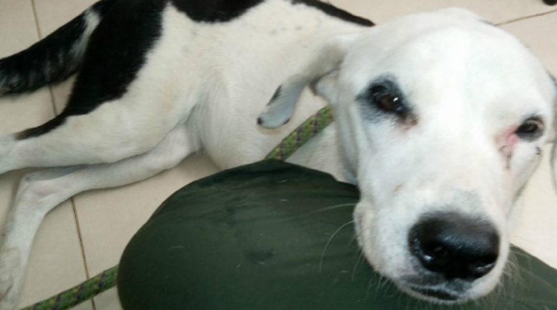 Собака, брошенная хозяином в аэропорту, умерла от "разбитого сердца" 19112017 В мире: Собака, брошенная хозяином в аэропорту, умерла от "разбитого сердца"