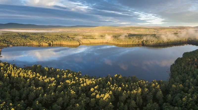 Бизнес и финансы: Инвестиции в лесные хозяйства Великобритании показывают высокую доходность