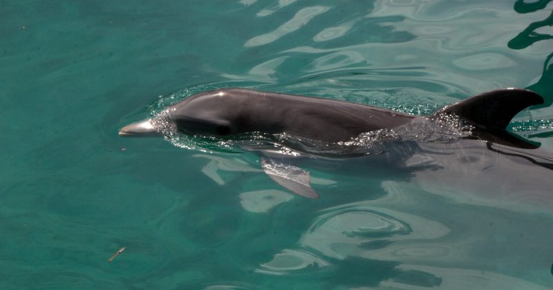 Происшествия: На берегу Темзы нашли мертвого дельфина