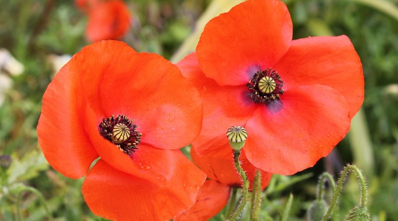 Поминальное воскресенье в Великобритании 12112017 В мире: Поминальное воскресенье в Великобритании