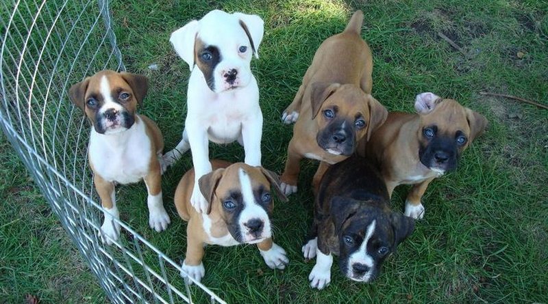 Полиция Бакингемшира расследует смерть шестерых щенков 01122017 Закон и право: Полиция Бакингемшира расследует смерть шестерых щенков