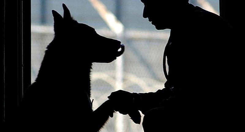 Закон и право: Хозяйка убила любимую собаку, пытаясь лечить ее по советам из интернета