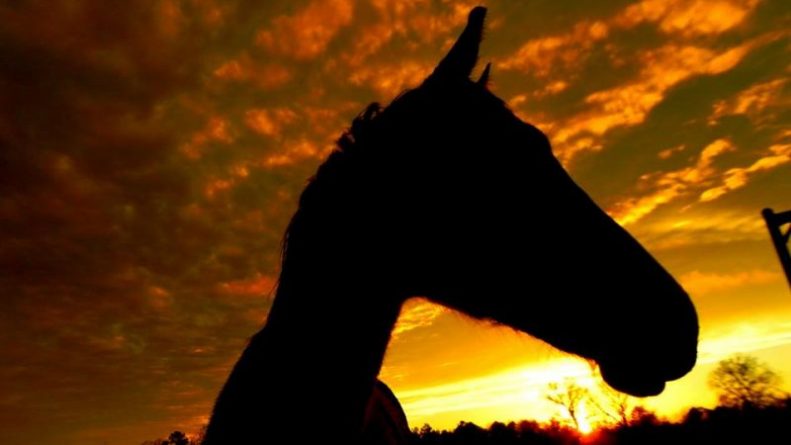 Происшествия: Поджог конюшен в Эссексе: 15 лошадей сгорели заживо, 50 получили травмы