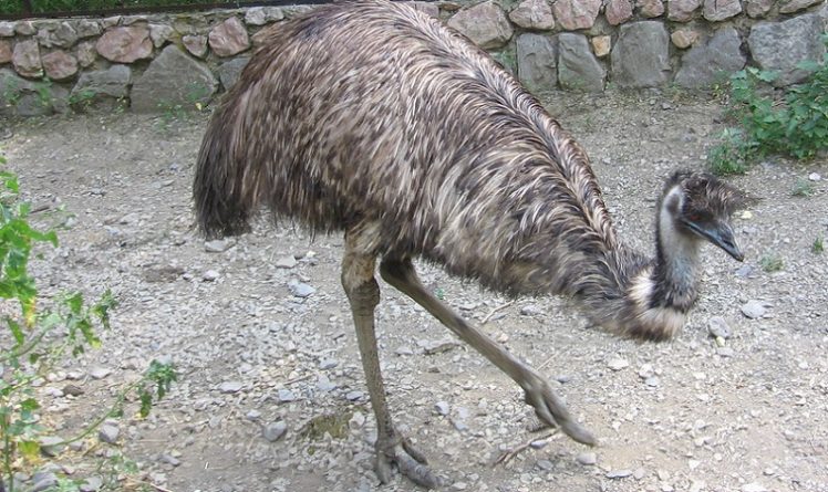 Популярное: В Эссексе видели... страуса эму