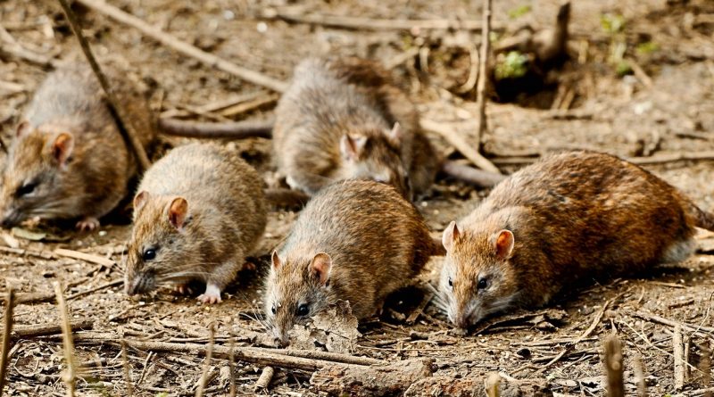 Общество: Линкольншир: старый дом кишит крысами. Люди бьют тревогу
