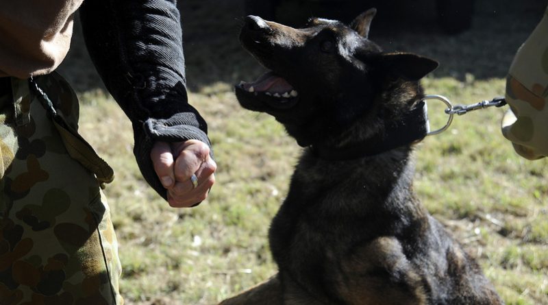 Солдаты британской армии выступили против усыпления собак-"ветеранов" 01122017 Общество: Солдаты британской армии выступили против усыпления собак-"ветеранов"