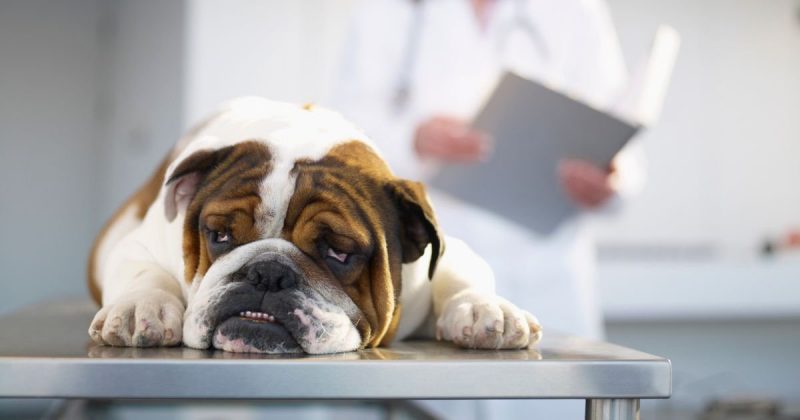 Общество: Ветеринары предупреждают владельцев собак об опасной эпидемии Alabama Rot или CRGV