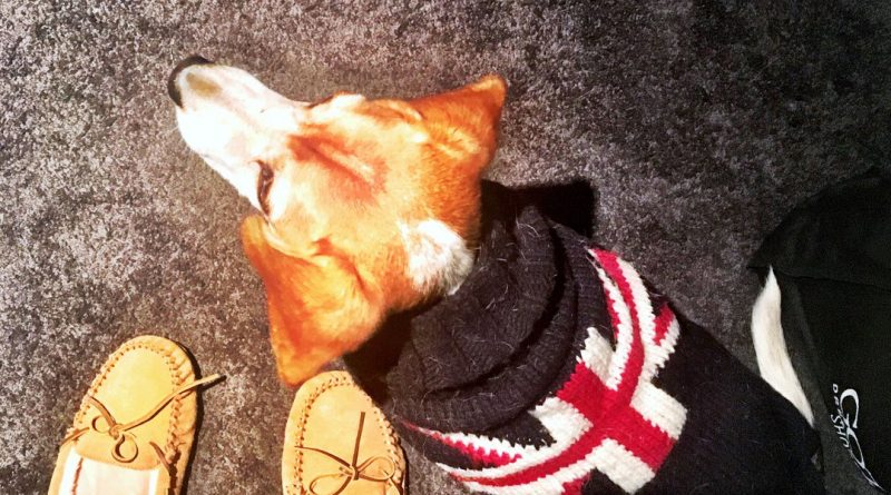 Меган Маркл в смятении после того, как ее собака сломала две ноги 24122017 Знаменитости: Меган Маркл в смятении после того, как ее собака сломала две ноги