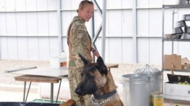 Стараниями британских военных собаки-"ветераны" спасены