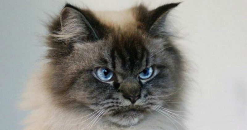 Юмор: Самый злобный кот в мире покорил Интернет