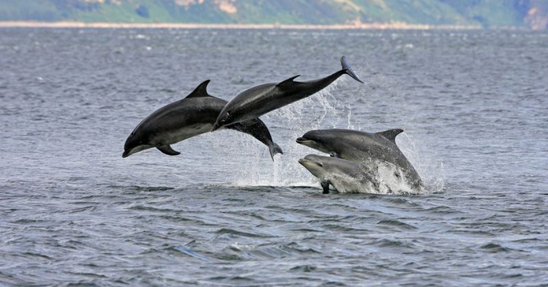 Популярное: В Юго-Западной Англии обнаружили популяцию дельфинов