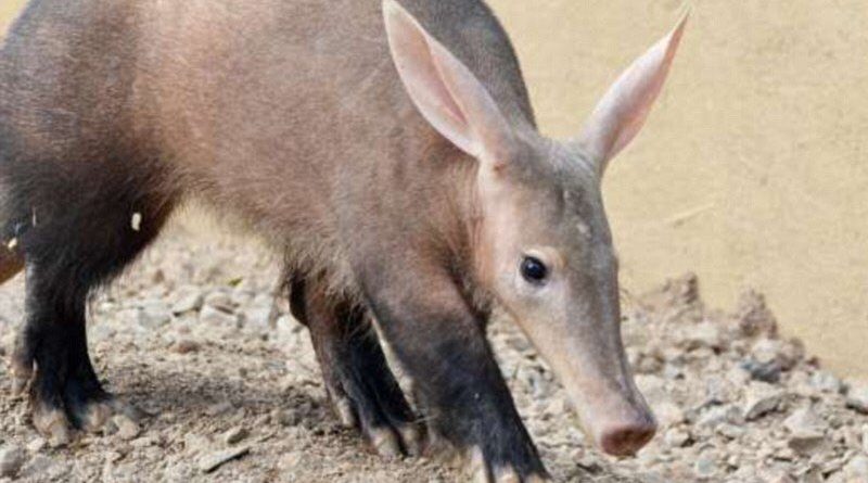 Пожар в лондонском зоопарке: есть пострадавшие 23122017 Происшествия: Пожар в лондонском зоопарке: есть пострадавшие