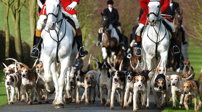 Общество: Сторонники и противники охоты на лисиц устроили массовые драки