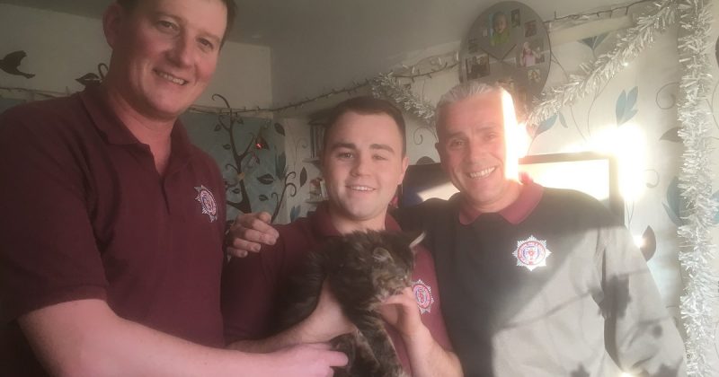 Происшествия: Пожарные развернули операцию по спасению застрявшего в диване котенка